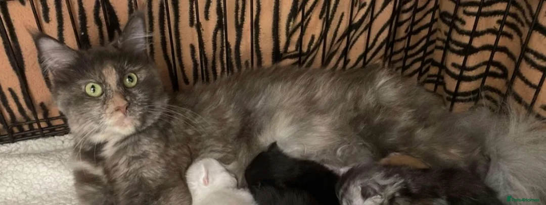 Maine Coon cats for sale: Outstanding TICA Active Male High Black Smoke - Advert 8