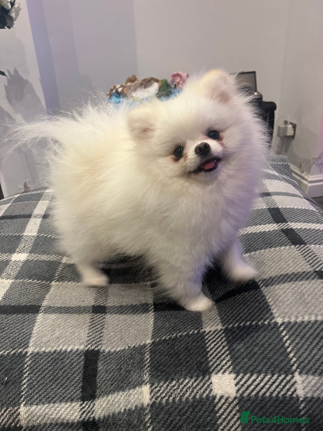 Pomeranian dogs for stud: White KC Pomeranian (Stud)  - Advert 2
