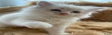 Ragdoll 5