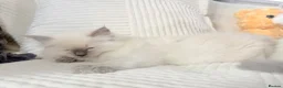 Ragdoll cats for sale: Stunning Bluepoint Ragdoll Kittens for sale - Advert 9