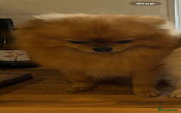 Pomeranian dogs for sale: Male Pomeranian  - Image 10