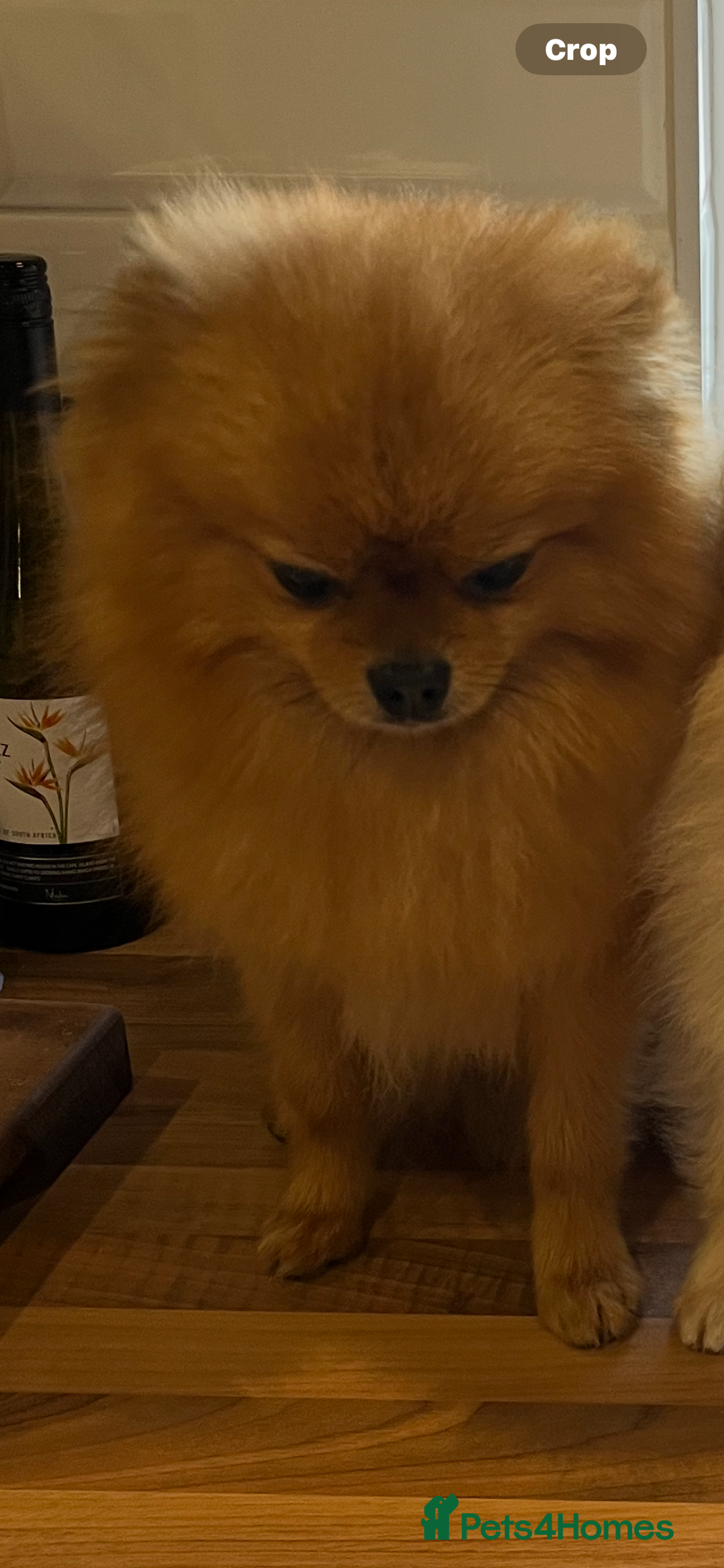 Pomeranian dogs for sale: Male Pomeranian  - Image 10