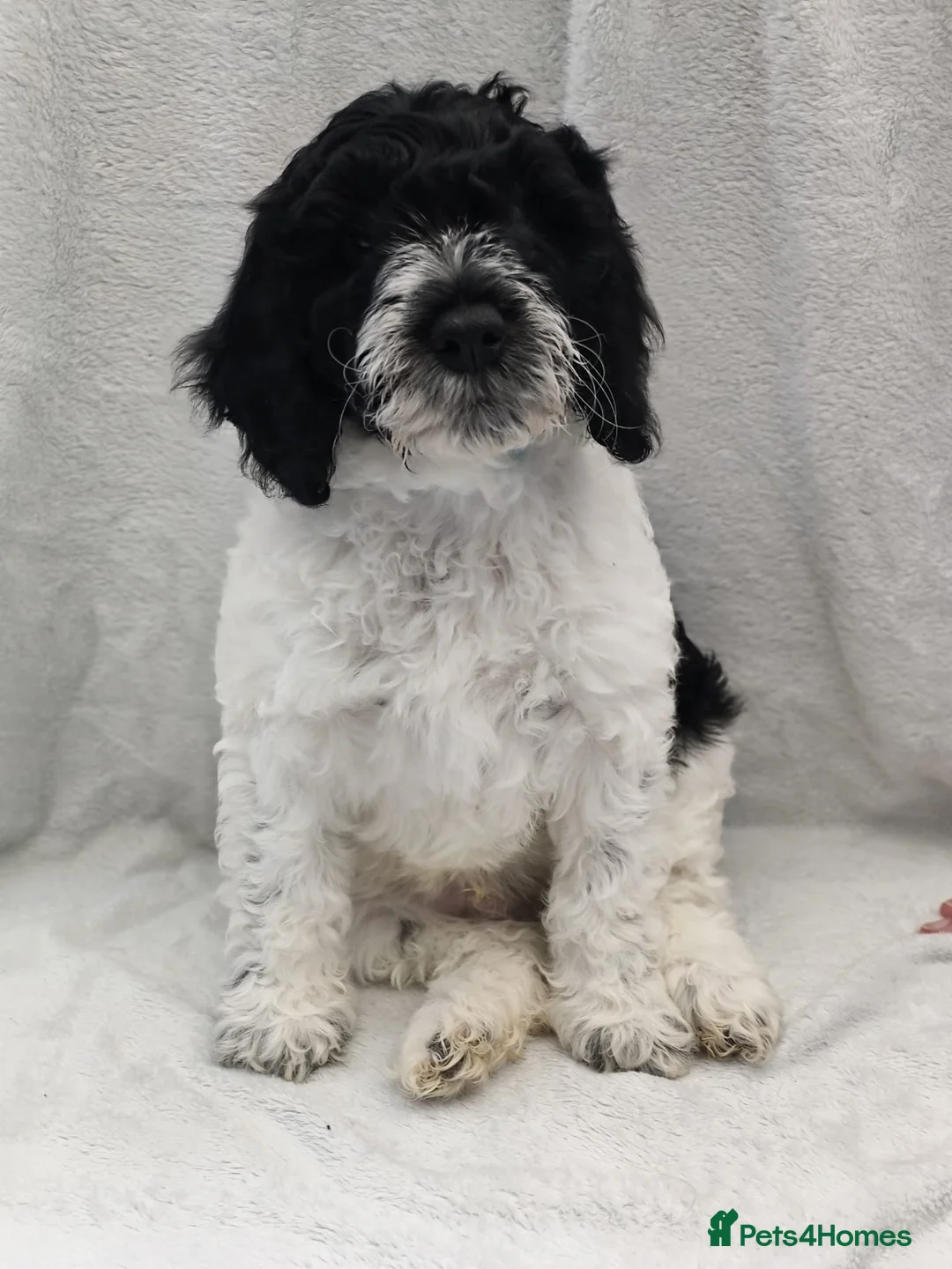 Cockapoo dogs for sale: Last beautiful boy remaining! - Advert 2