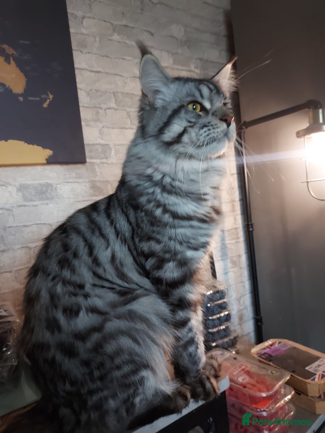 Maine Coon cats for sale: XXL Maine-coon beautiful silver boy. - Image 10