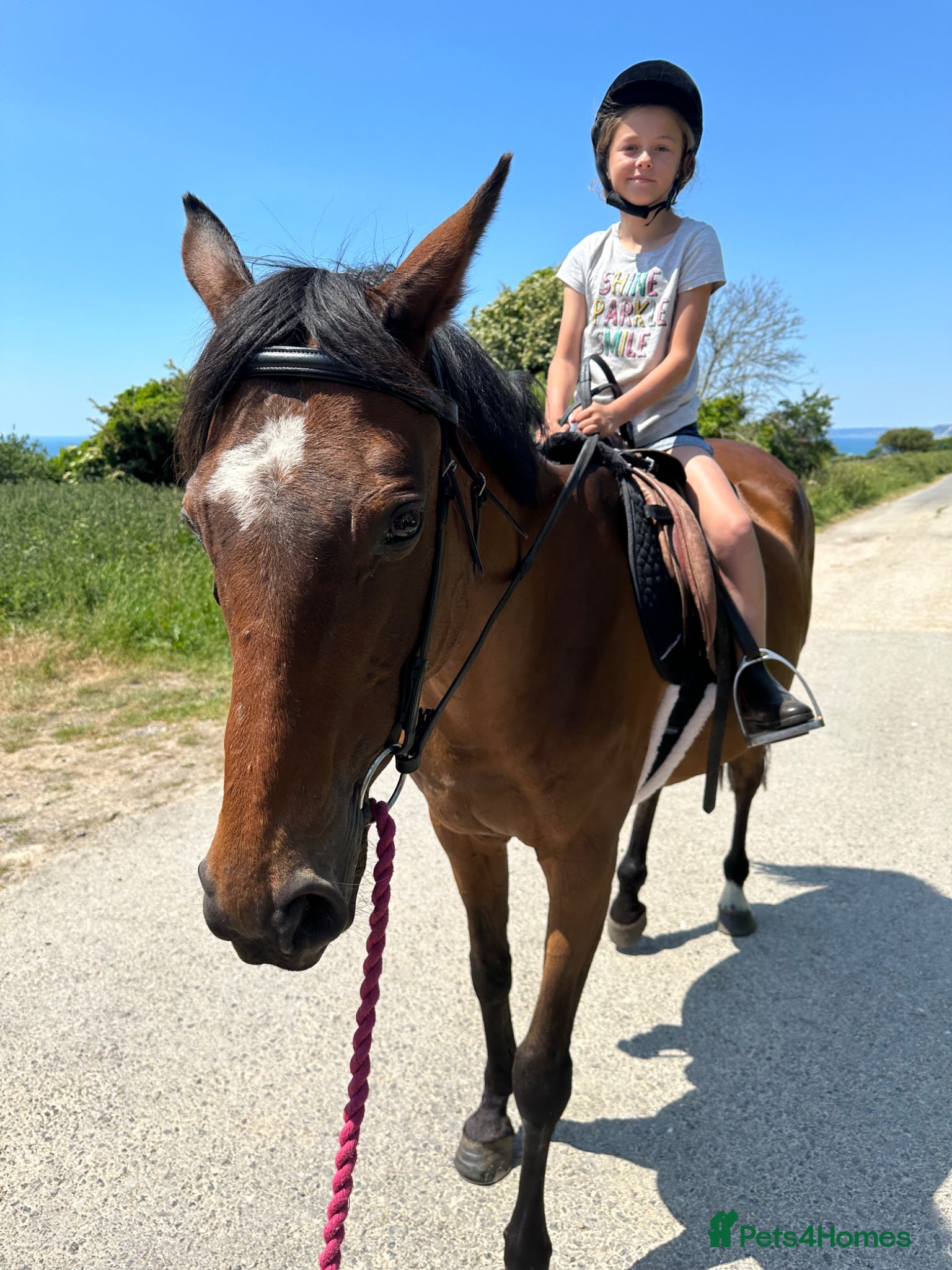 English Thoroughbred horses for sale: Project in Dorchester - Advert 6