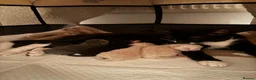 British Shorthair cats for sale: British Short Hair mix kittens  in Abertillery - Advert 1