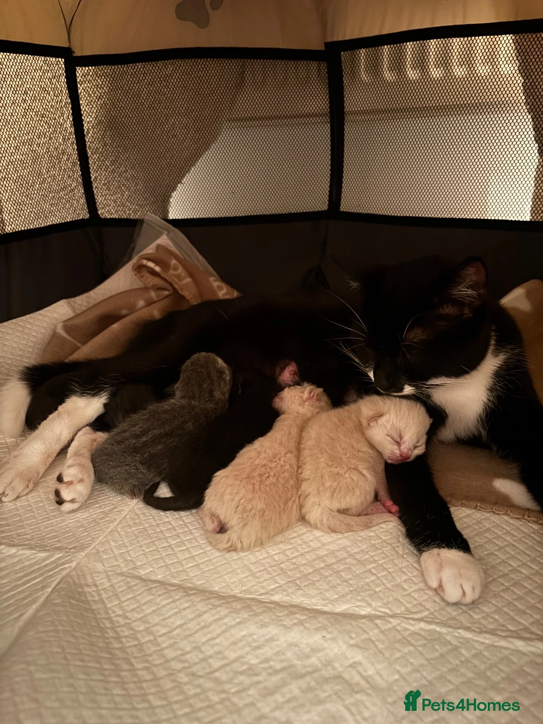 British Shorthair cats for sale: British Short Hair mix kittens  in Abertillery - Advert 1