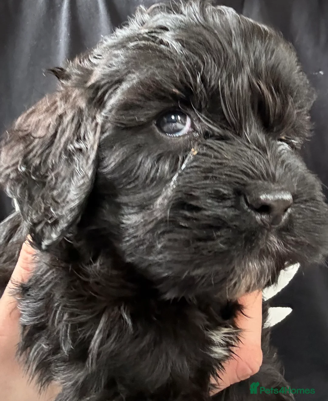 Mixed Breed dogs for sale: Mini Cavapoo puppy’s black and gold  - Advert 1