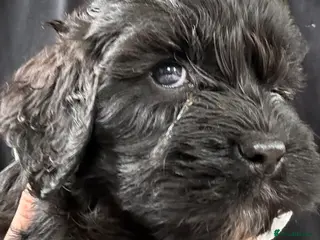 Mixed Breed dogs Mini Cavapoo puppy’s black and gold - Advert 12