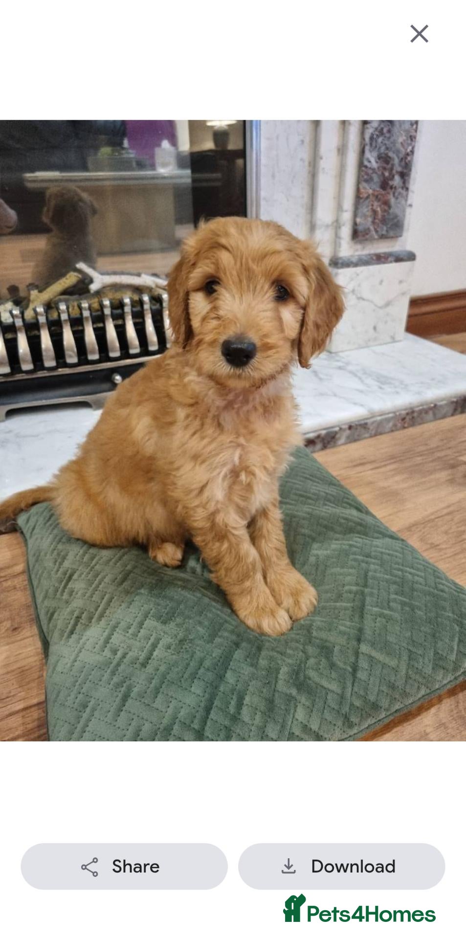 Goldendoodle dogs Last Fox red girl! Last 2 Goldendoodle Boys - Advert 1