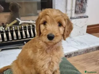 Goldendoodle dogs Last Fox red girl! Last 2 Goldendoodle Boys - Advert 1