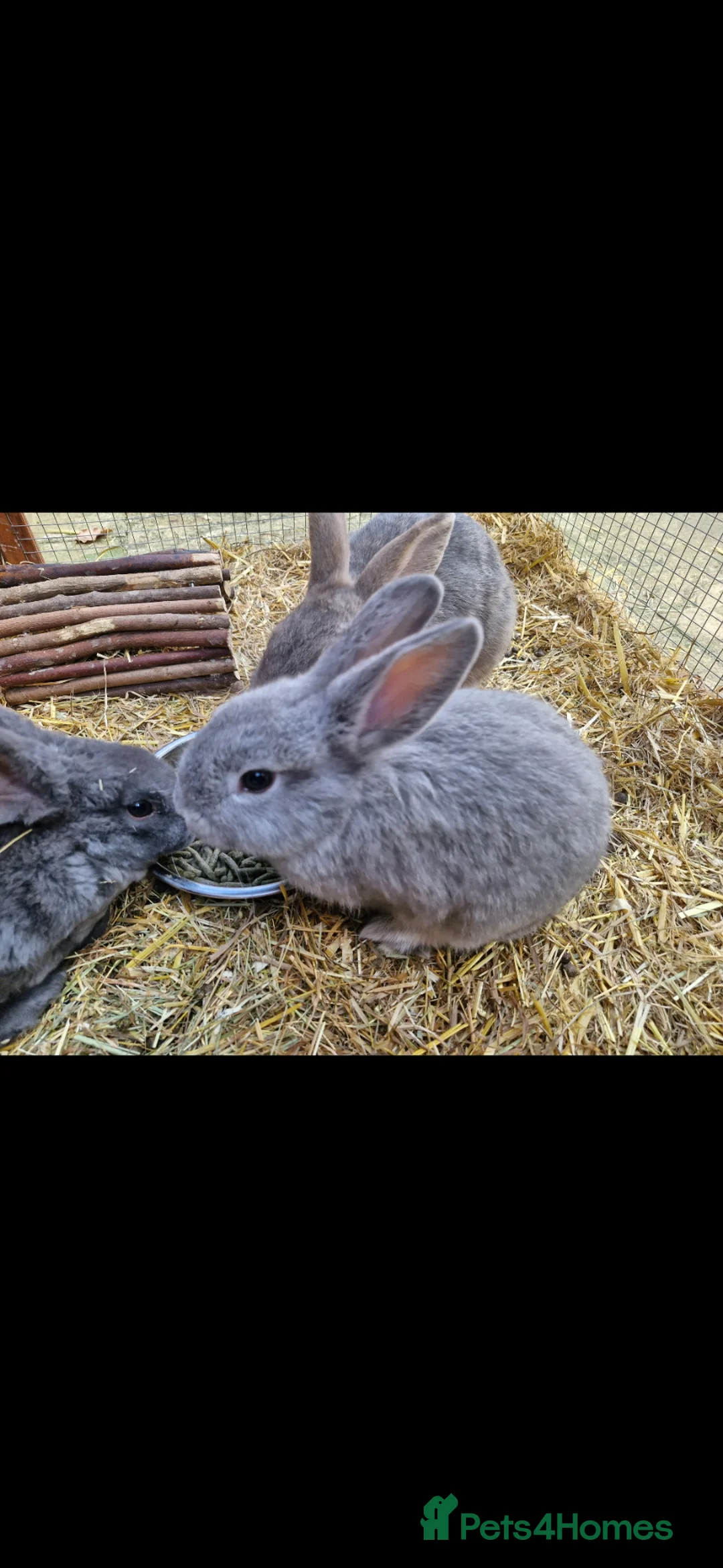 Mixed Breed rabbits for sale: Two 8 week old kits in Haywards Heath - Advert 2