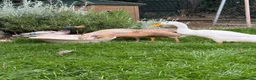 Ducks poultry for sale: 3 x Indian Runner Ducks (1male/2female) in Liverpool - Advert 3