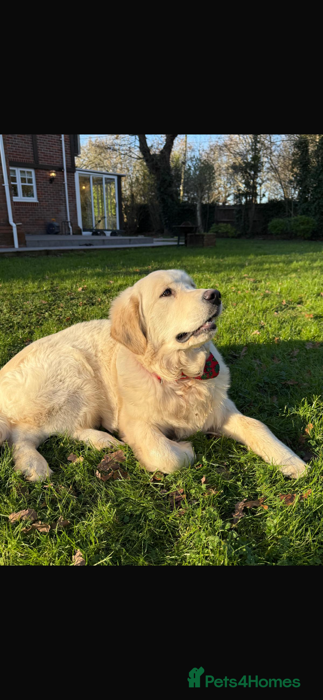 Golden Retriever dogs Golden retriever for sale  - Advert 1