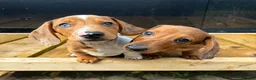 Miniature Dachshund dogs for sale: Miniature dachshund boys 🐾 - Advert 6