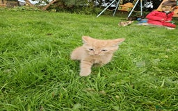 Mixed Breed cats for sale: Gorgeous kittens for sale - Image 5