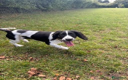 Sprocker dogs for sale: Stunning Sprocker Spaniel Girl 7 Months old  - Advert 4