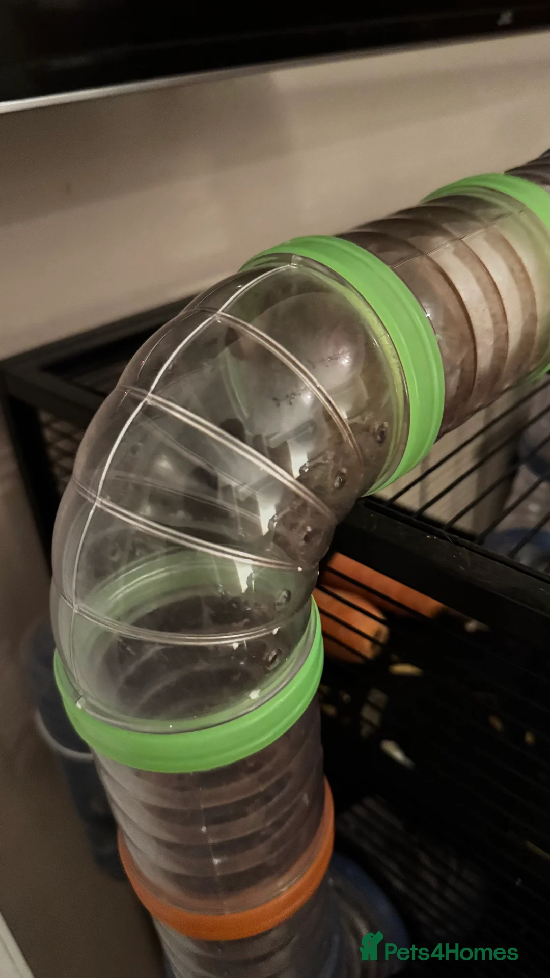 Rat rodents for sale: Two female rats for sale with cage  - Advert 5