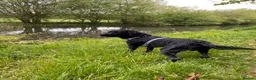 Labrador Retriever dogs for stud: Handsome Black Labrador Stud  in Grantham - Advert 1