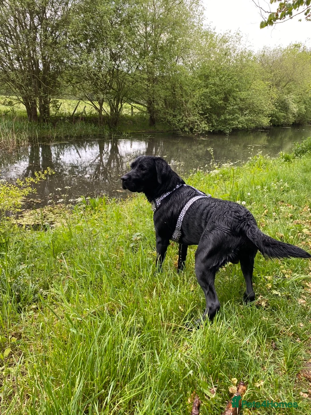 Labrador Retriever dogs for stud: Handsome Black Labrador Stud  in Grantham - Advert 1