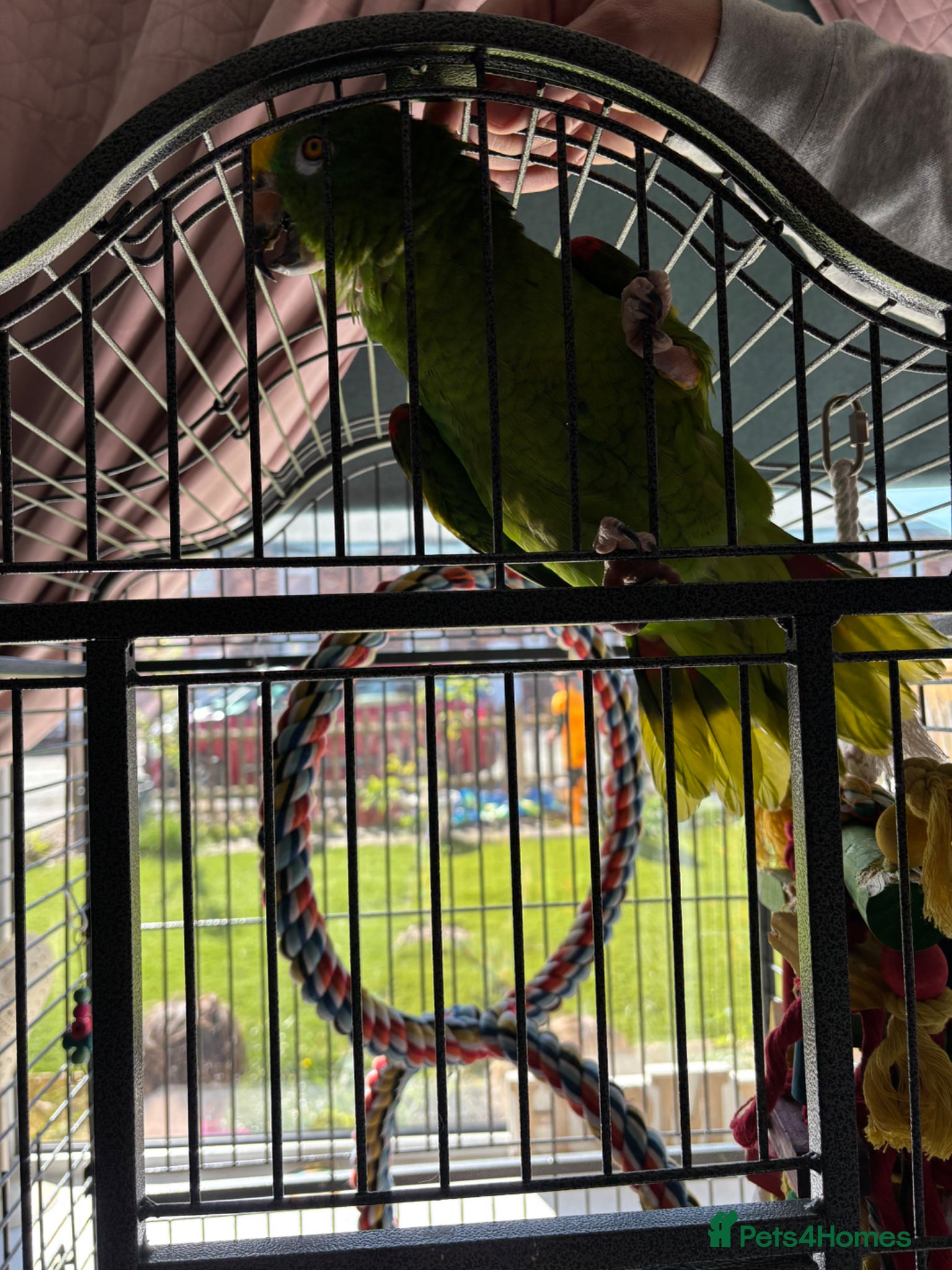 Parrots birds Yellow crowned semi tame and a excellent talker - Advert 1