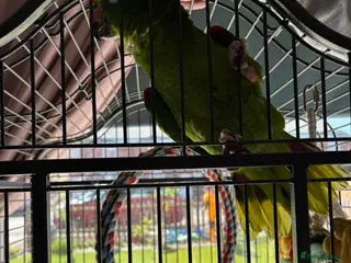 Parrots birds Yellow crowned semi tame and a excellent talker - Advert 2