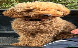 Cockapoo dogs for sale: F1 Cockapoo puppies  - Image 9