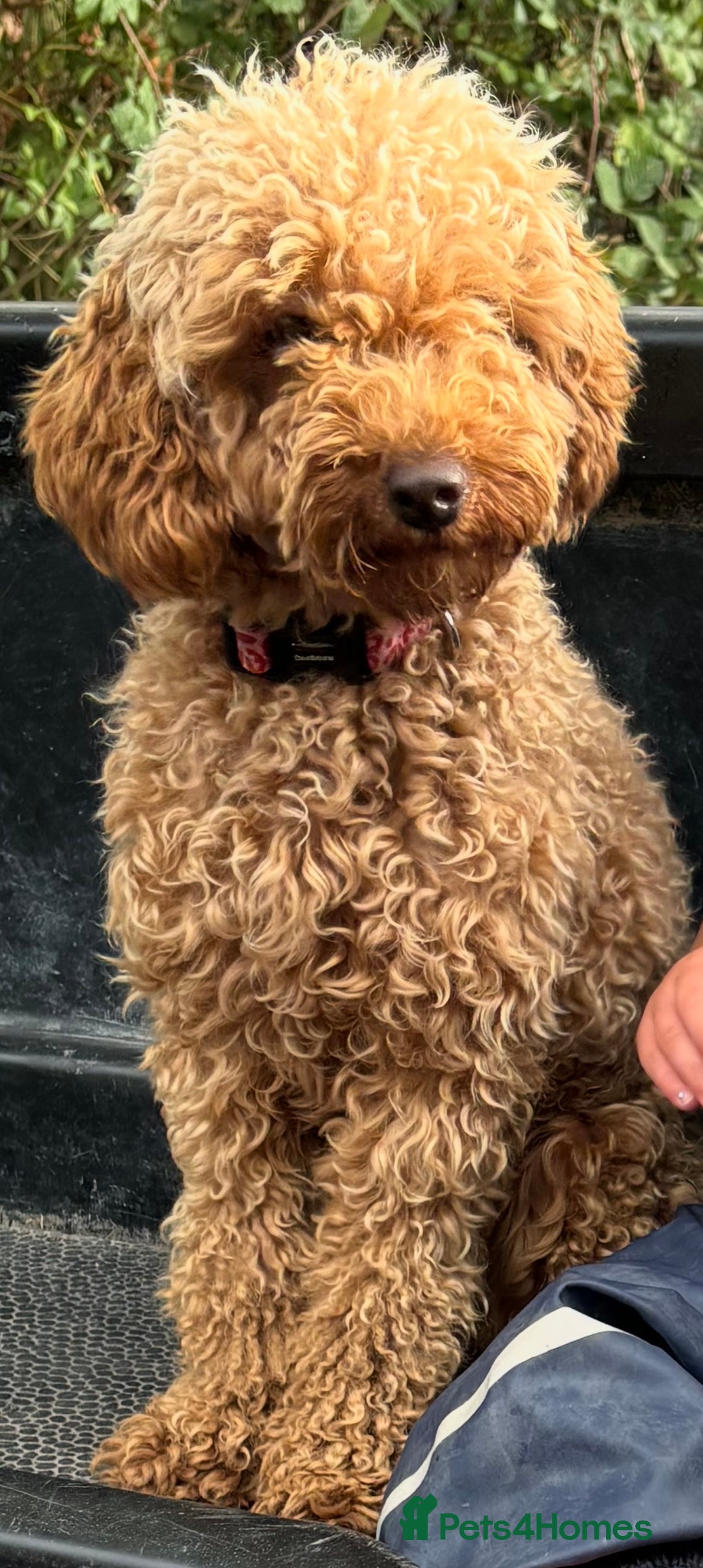 Cockapoo dogs for sale: F1 Cockapoo puppies  - Image 9