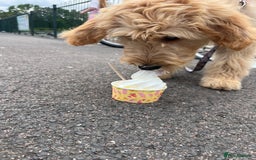 Goldendoodle dogs for sale: Our beautiful bailey the goldendoodle ❤️ - Image 5