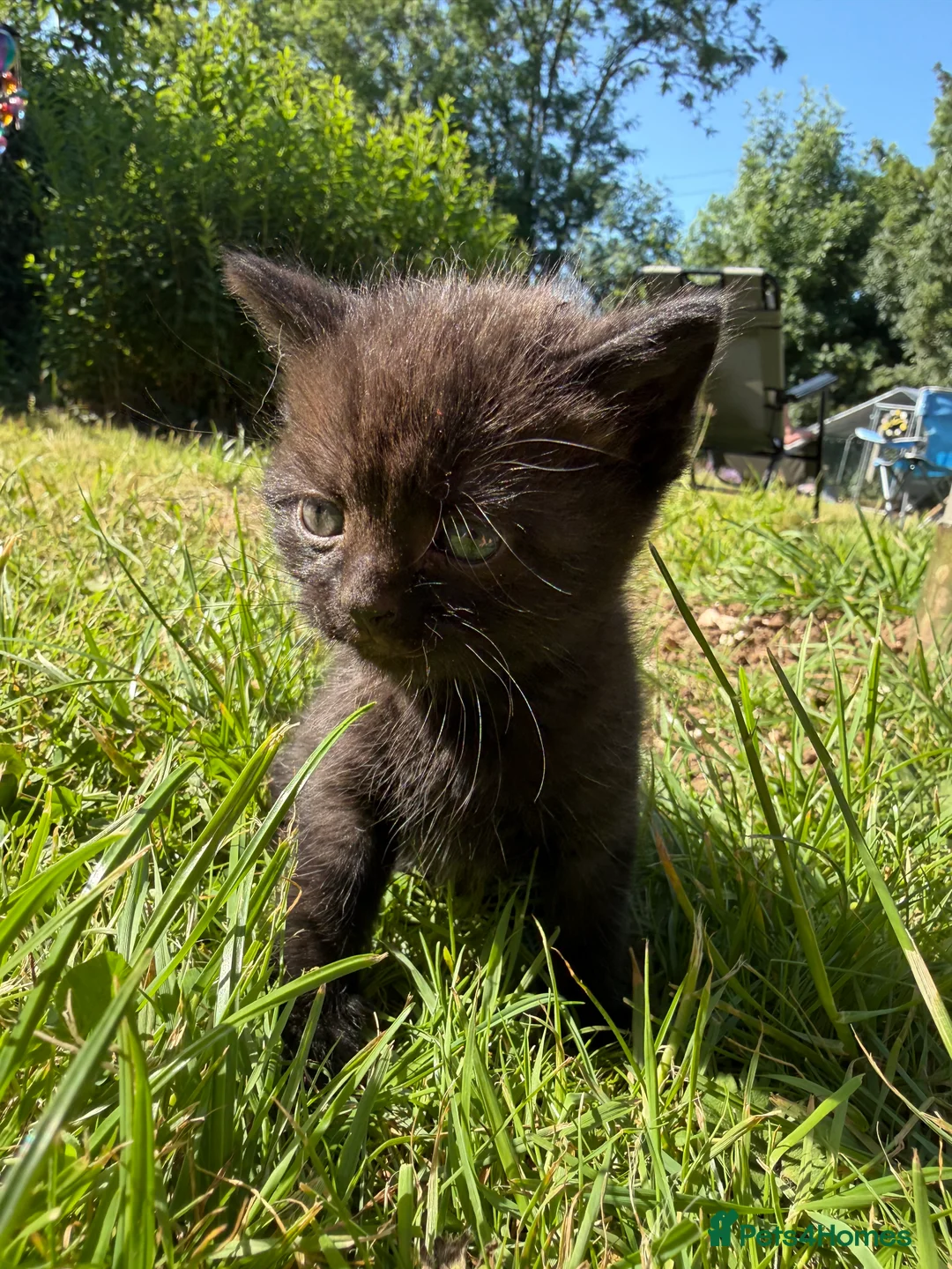 Mixed Breed cats for sale: Mixed breed Kittens  - Advert 2