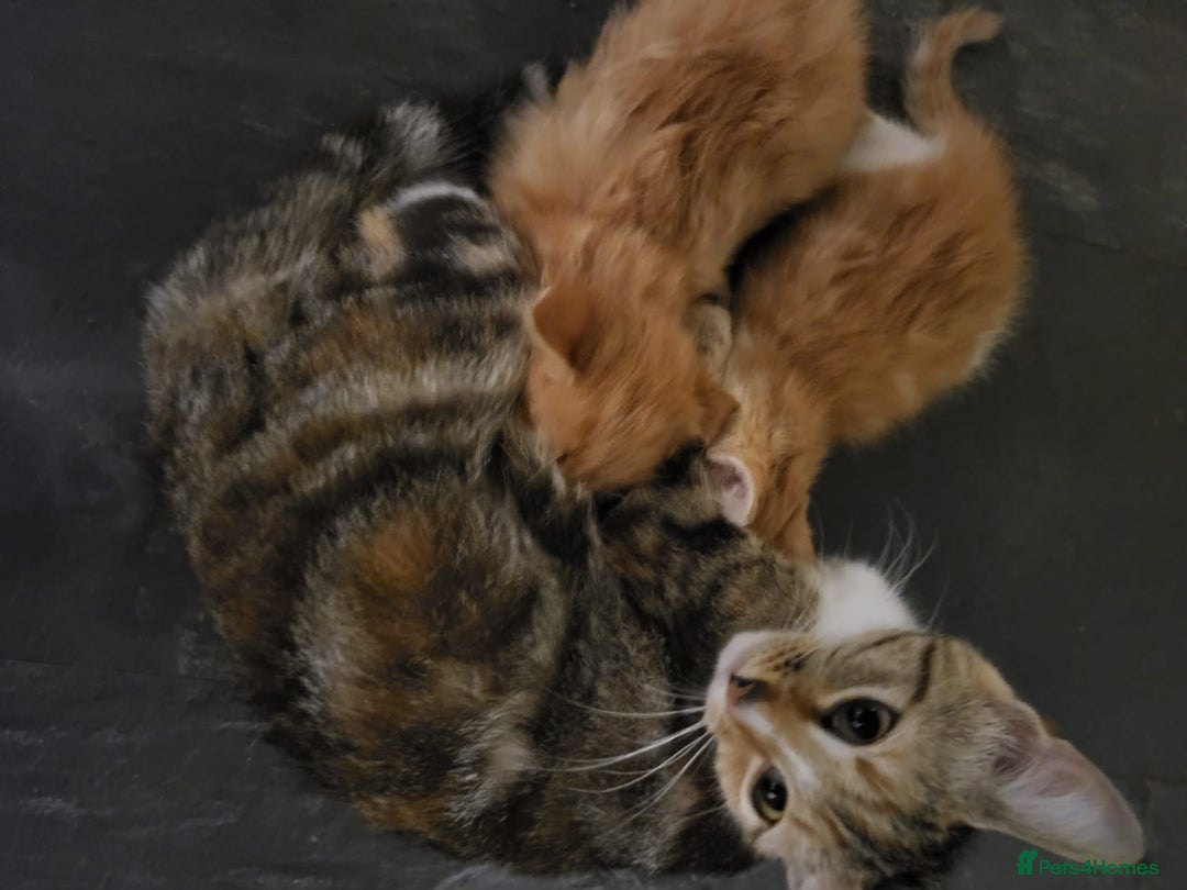 Mixed Breed cats for sale: 2 Beautiful Male Ginger Fluffy Kittens - Image 12