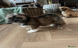 Lhasa Apso dogs for sale: Lhasa apso puppies  - Advert 17