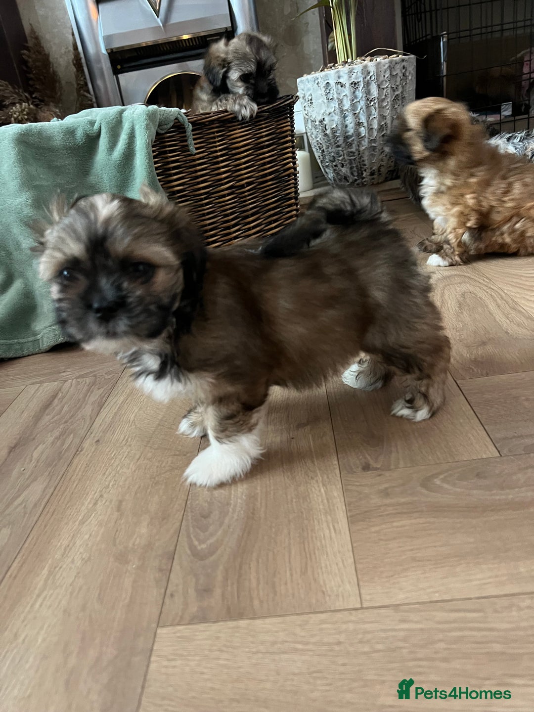 Lhasa Apso dogs for sale: Lhasa apso puppies  - Advert 17
