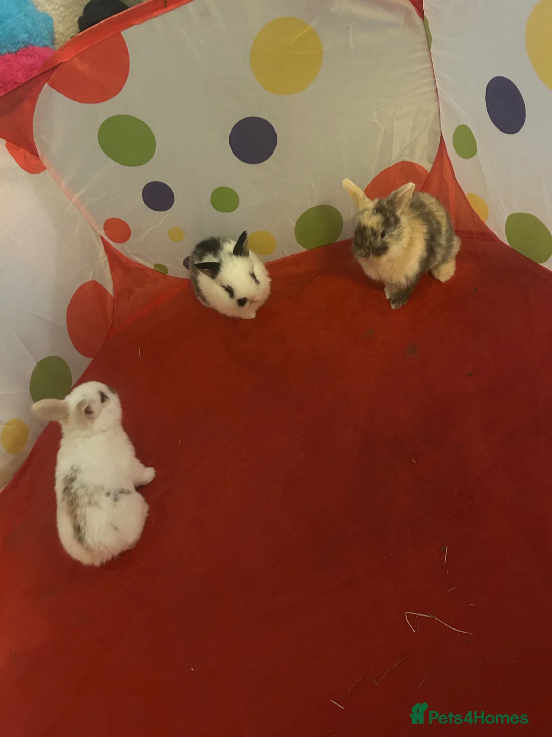 Mixed Breed rabbits for sale: 3 Mini lion lops  - Advert 2