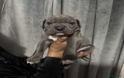 Mixed Breed dogs for sale: Cane Corso x Great Dane pups !! 7 available !! - Image 6