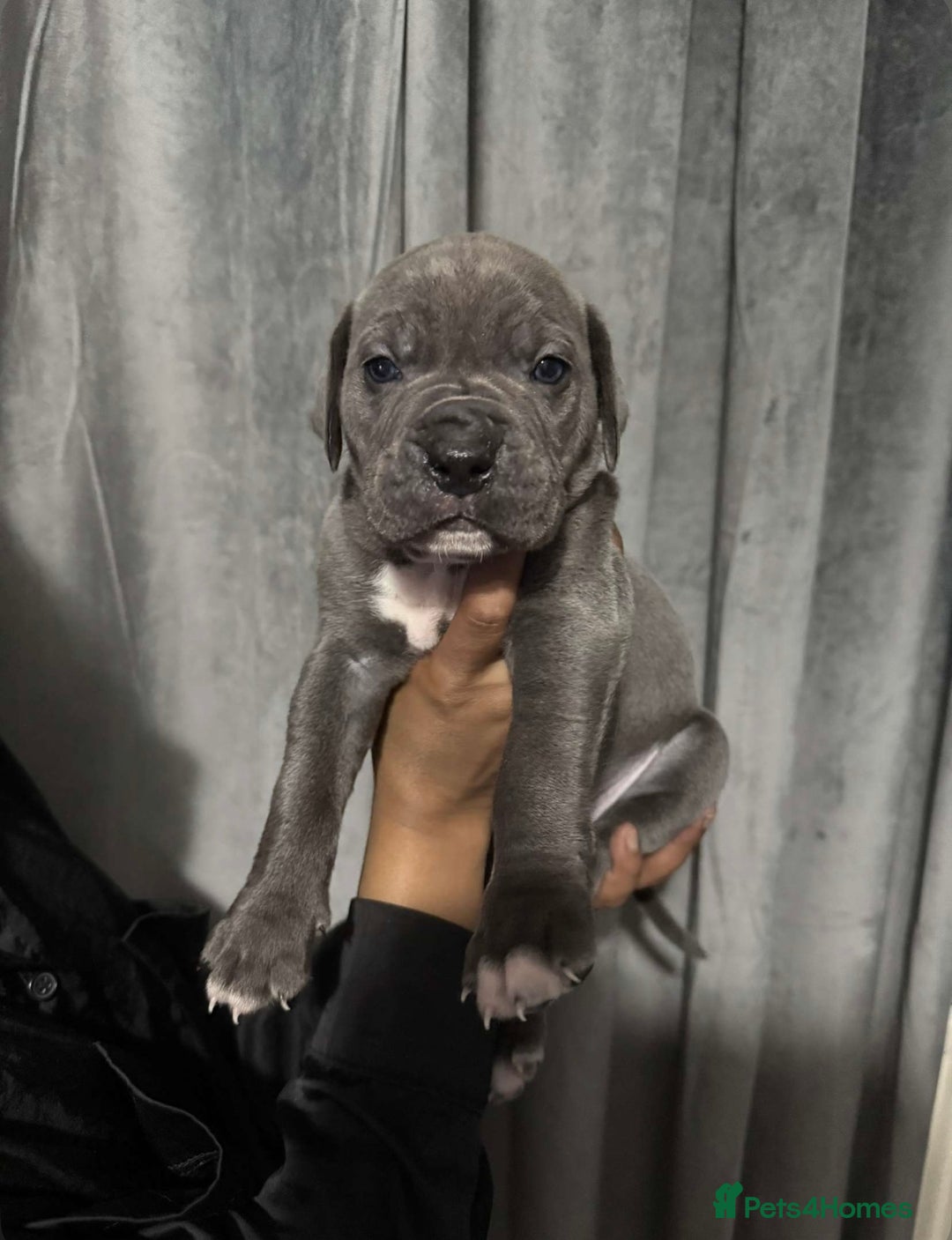 Mixed Breed dogs for sale: Cane Corso x Great Dane pups !! 7 available !! - Image 6