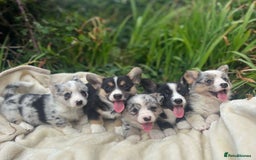 Welsh Corgi Cardigan dogs for sale: ⭐️Beautiful Cardiganshire Corgi Pups⭐️*1 LEFT* - Image 4