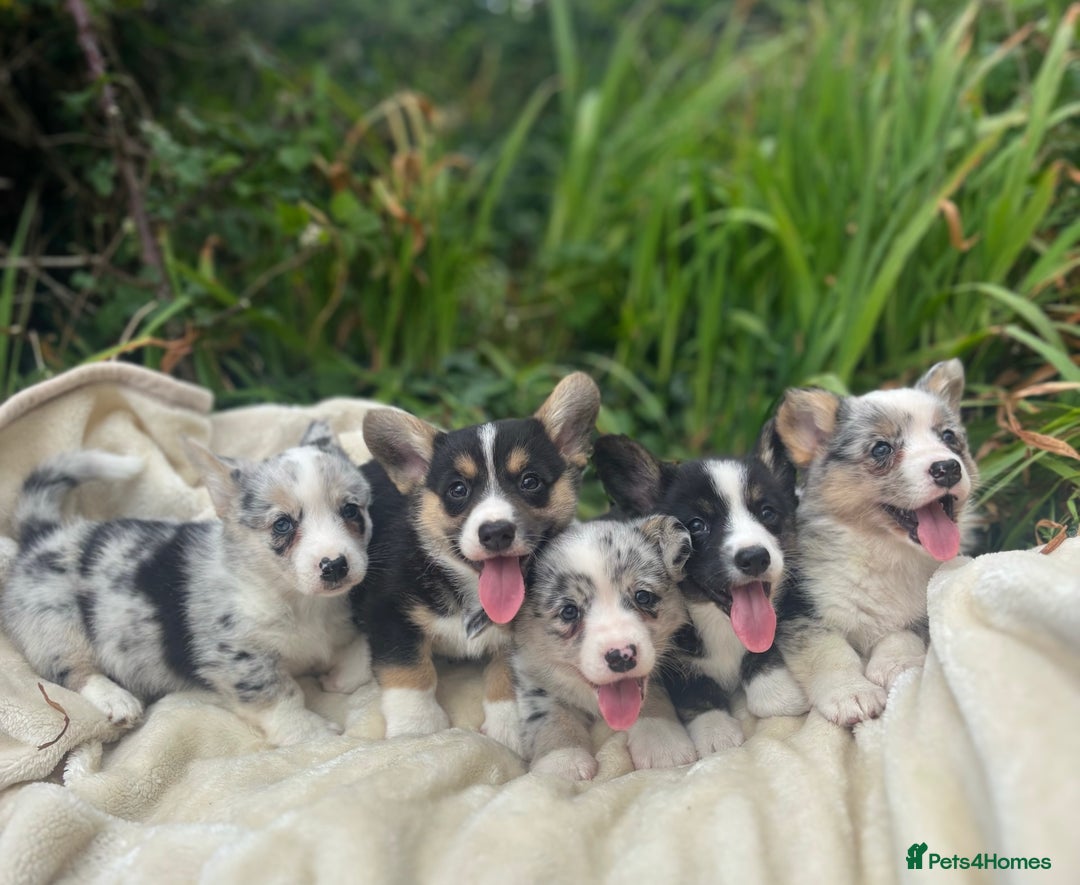 Welsh Corgi Cardigan dogs for sale: ⭐️Beautiful Cardiganshire Corgi Pups⭐️*1 LEFT* - Image 4