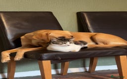 Labrador Retriever dogs for sale: Working Lab For sale to professional home only!  - Image 3