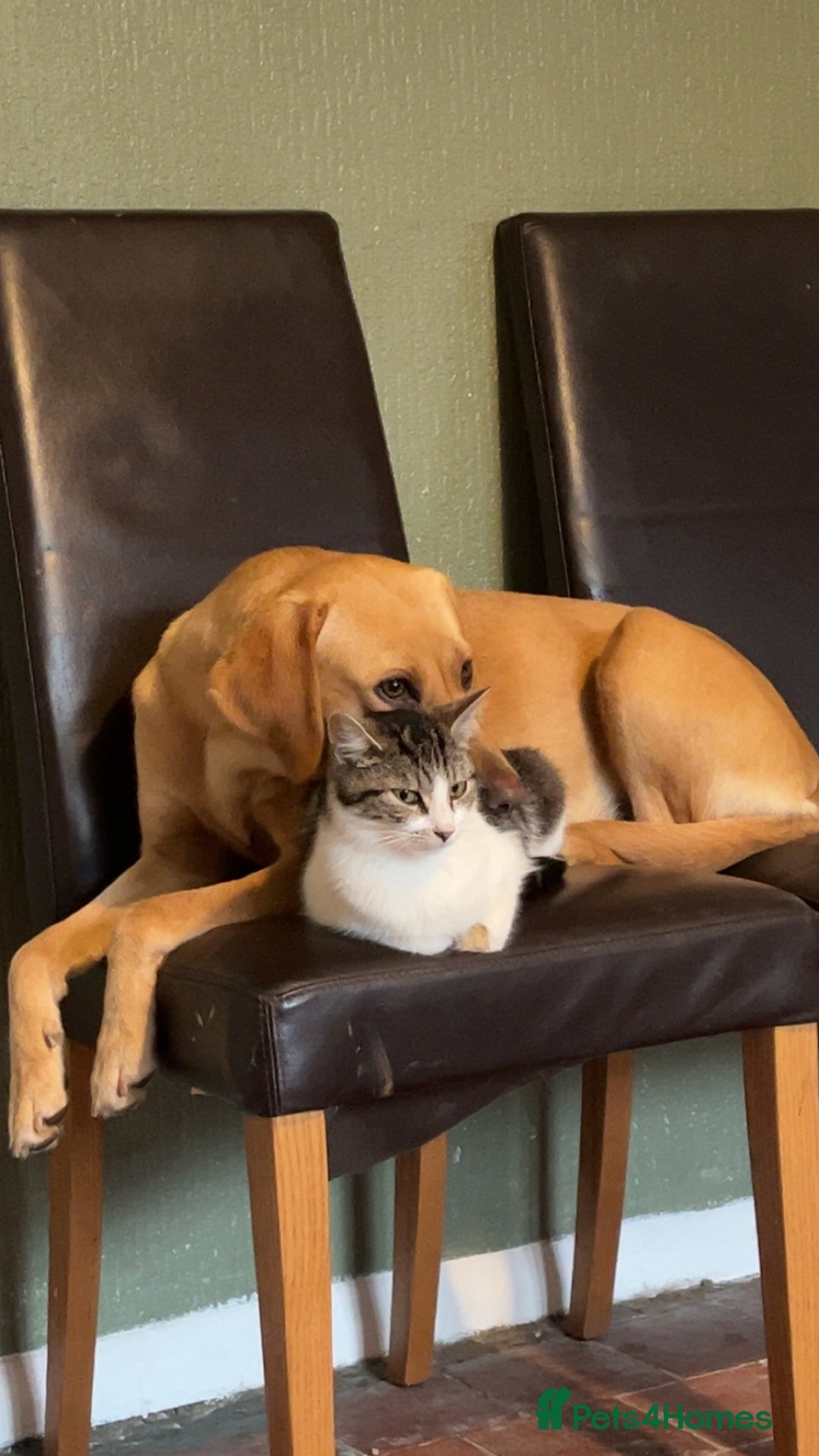 Labrador Retriever dogs for sale: Working Lab For sale to professional home only!  - Image 3