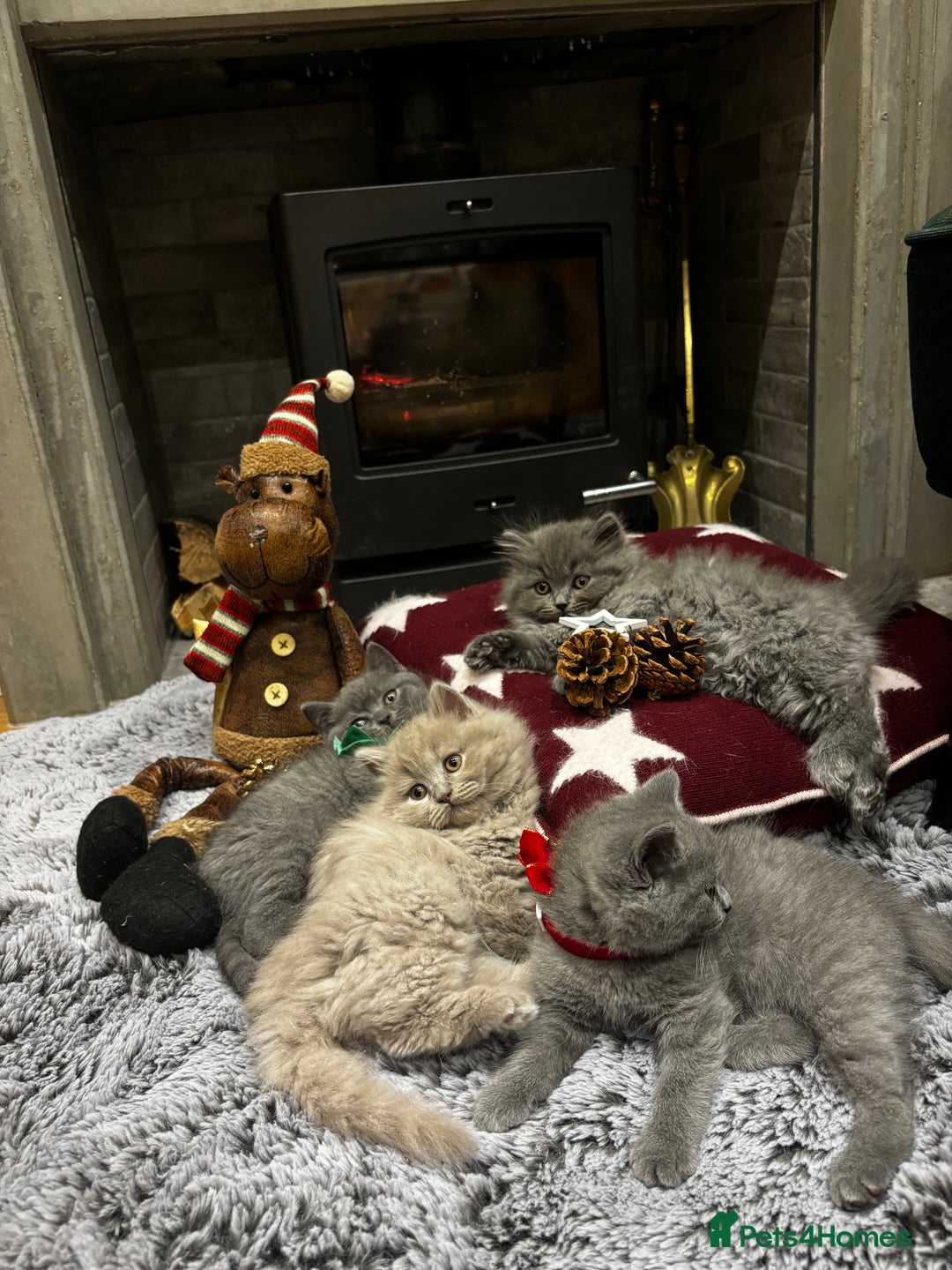 British Shorthair cats for sale: British Shorthair Kittens - Advert 2