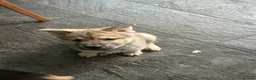 Mixed Breed dogs for sale: Female named bella - Advert 3