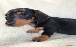 Dachshund dogs for sale: Dachshund puppies  - Image 23