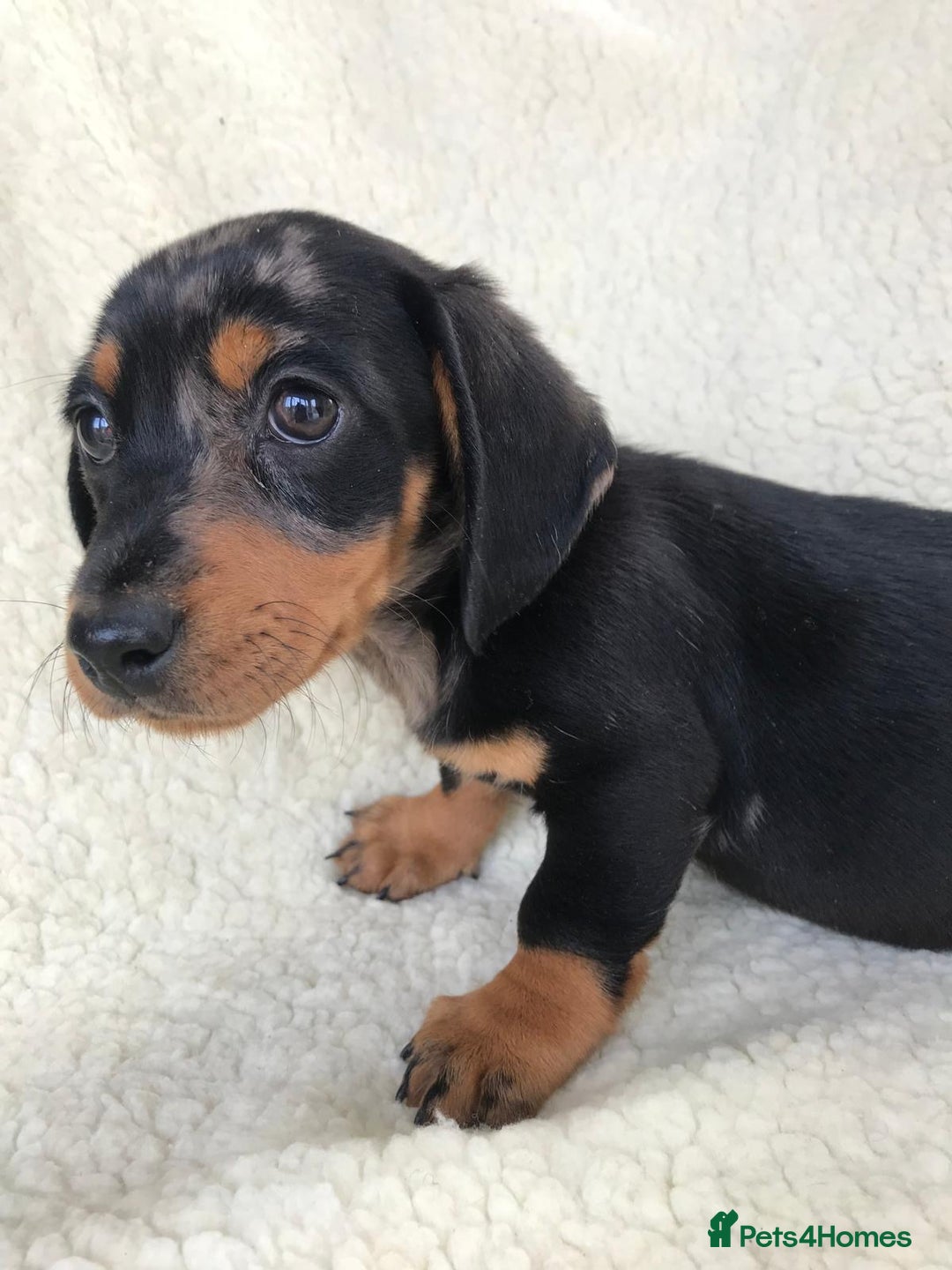Dachshund dogs for sale: Dachshund puppies  - Image 23