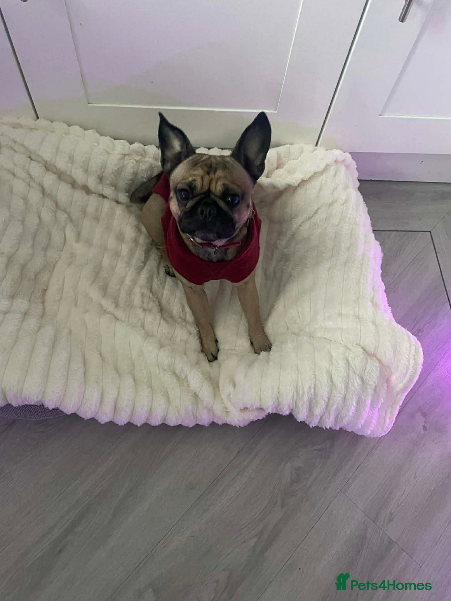 Frug dogs Pug/frenchie in Pontefract - Advert 4