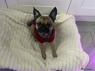 Frug dogs Pug/frenchie in Pontefract - Advert 4