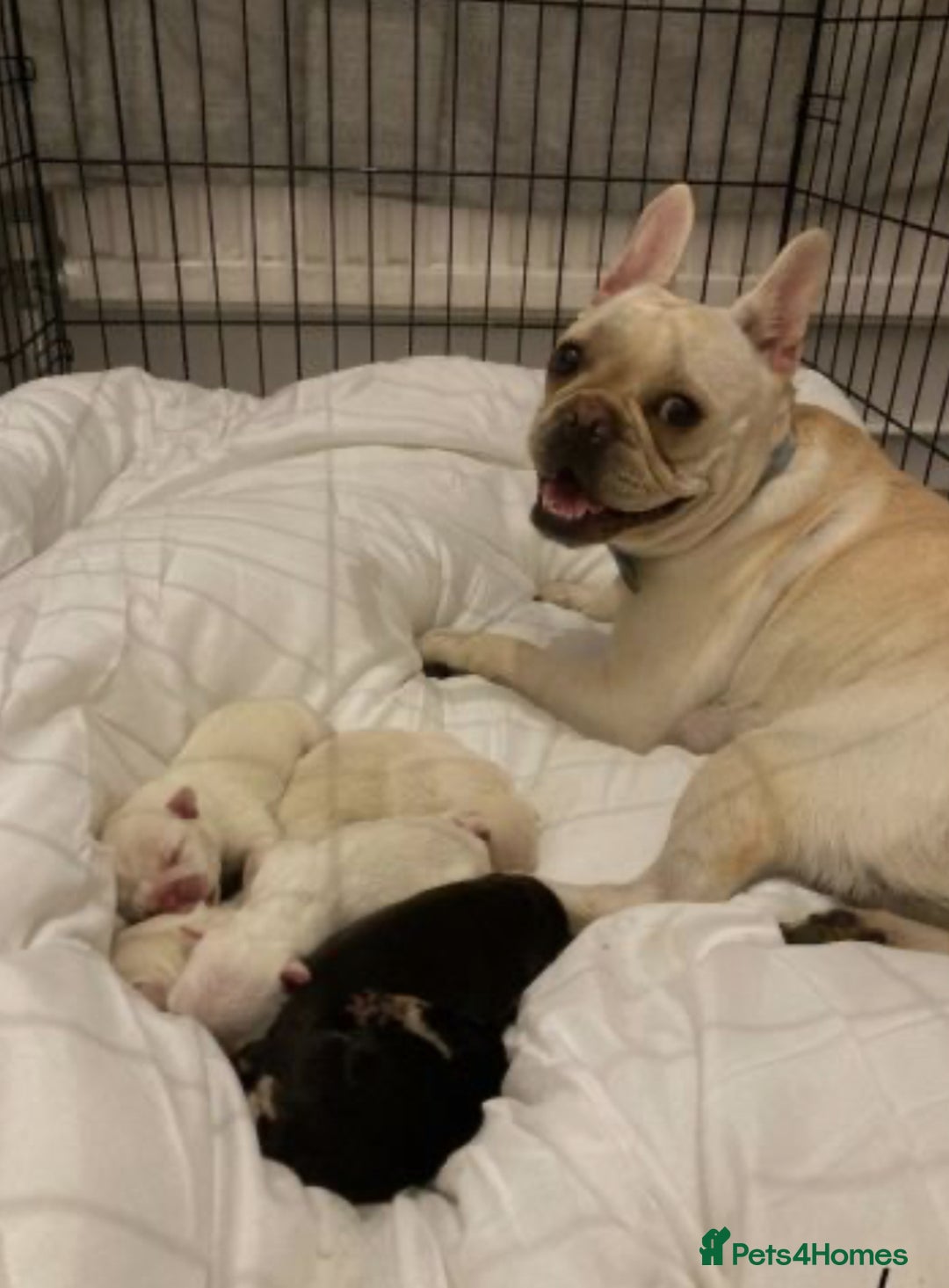 French Bulldog dogs for sale: 5 beautiful French bulldog puppies  - Advert 19