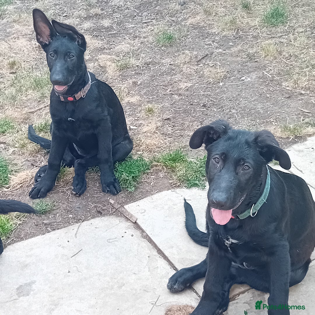 German Shepherd dogs for sale: Female Black German Shepherd Puppy in London - Image 3