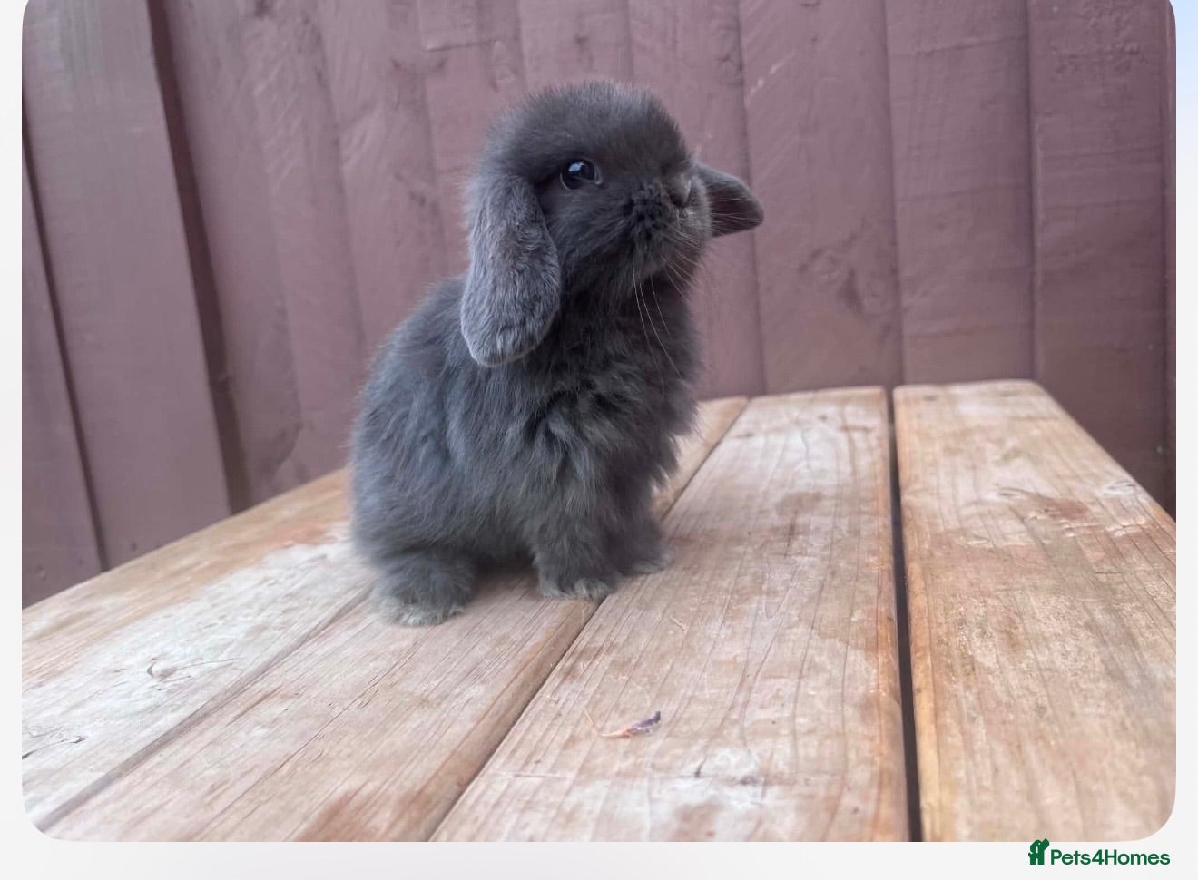 Dwarf Lop rabbits Mini lop babies 2 bunnies left  - Advert 19