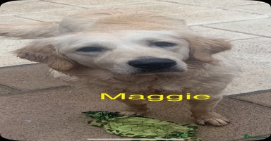Golden Retriever dogs - Advert 11